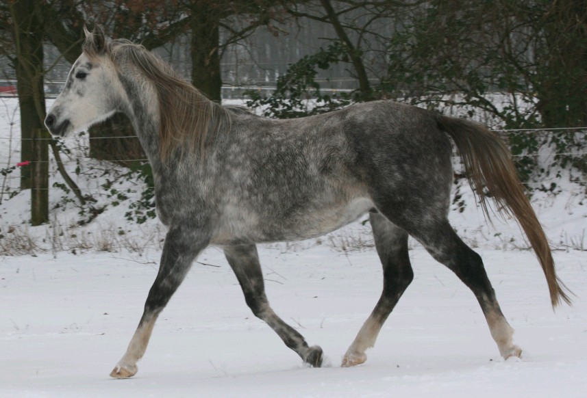 im Trab auf der Winterweide