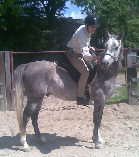 Anreiten gebißlos und mit baumlosen Sattel