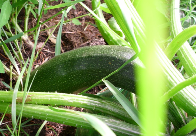 zucchini