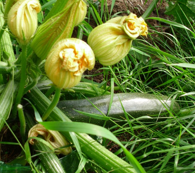 zucchini