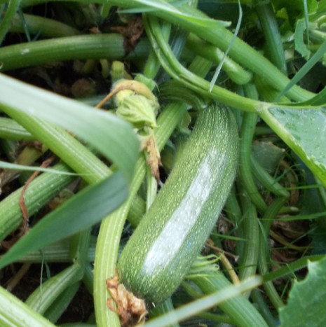 zucchini