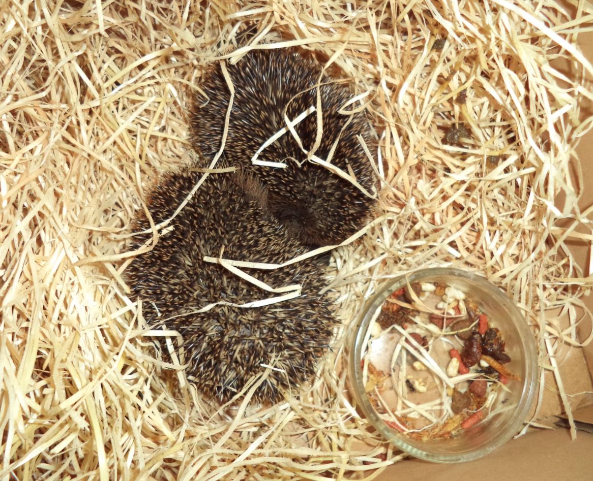 igelkinder