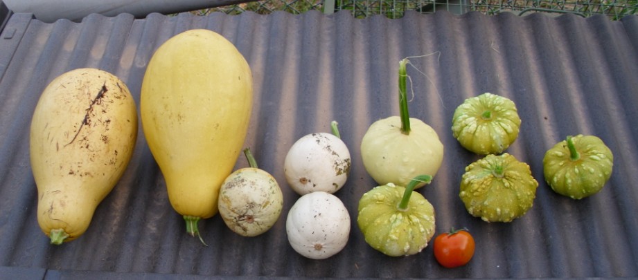 verschiedene Kuerbisse