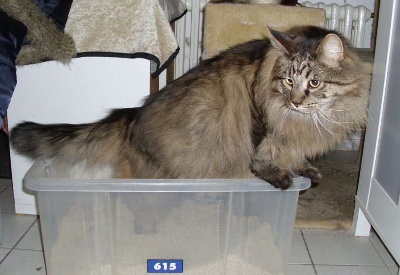 Sindbad im Katzenklo