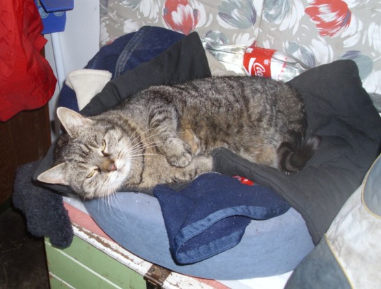 tigerle im St�bchen