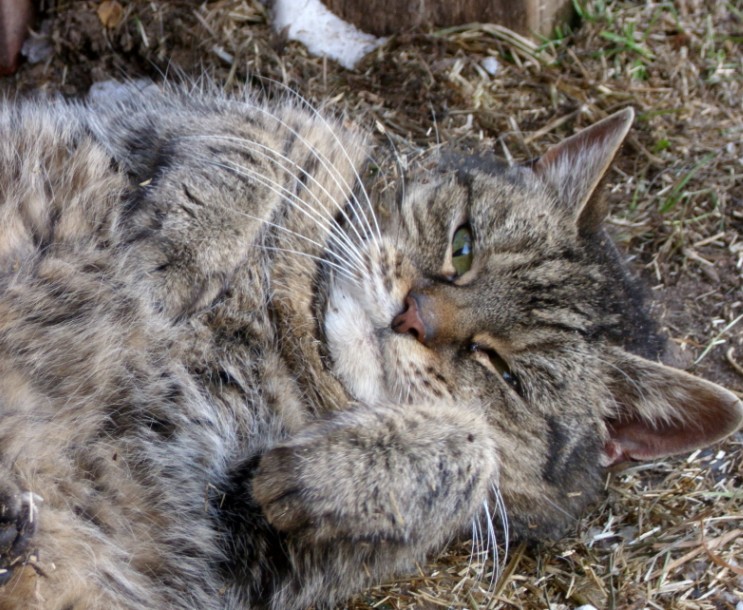 Tigerle w�lzt sich