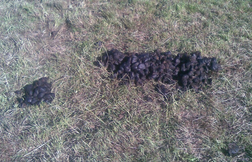 Elmis Sammel-�ppelhaufen