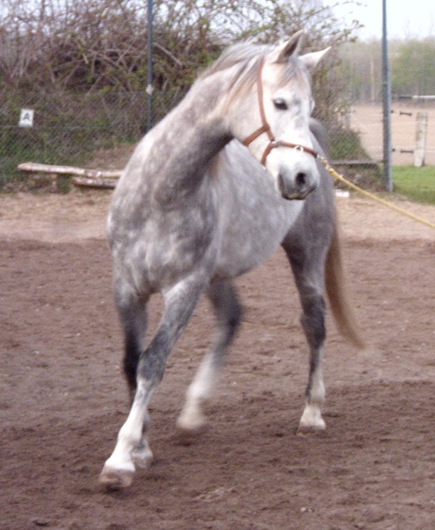 Schulter rausschicken