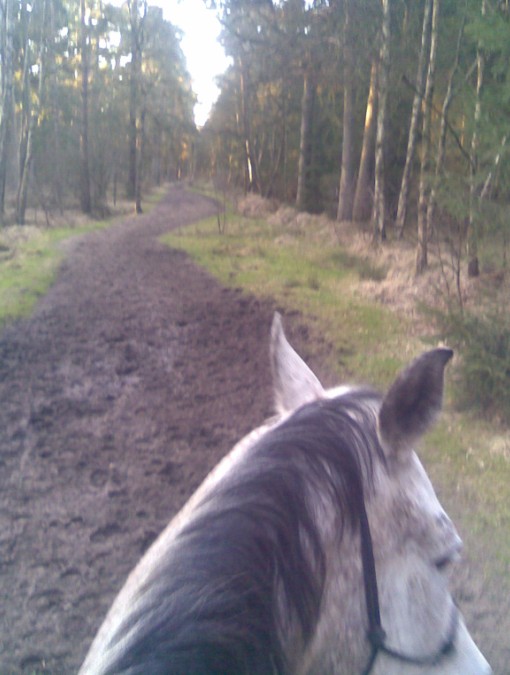 Shaman auf Reitwegen im Forst