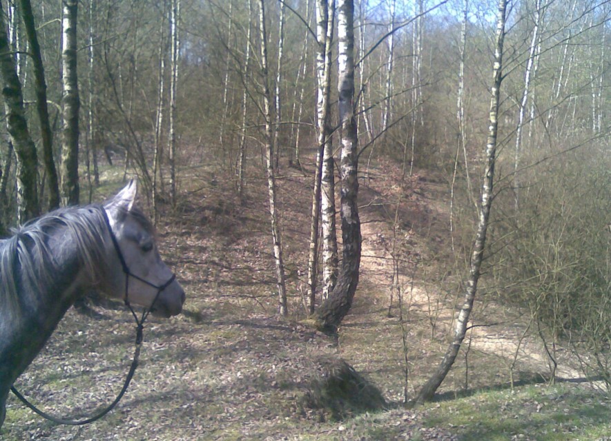 Elmi im Birkenw�ldchen