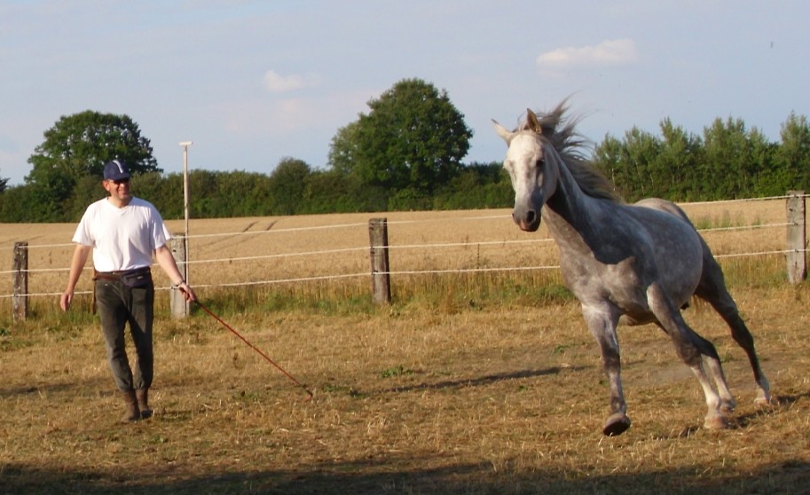 Elmi liberty im Galopp