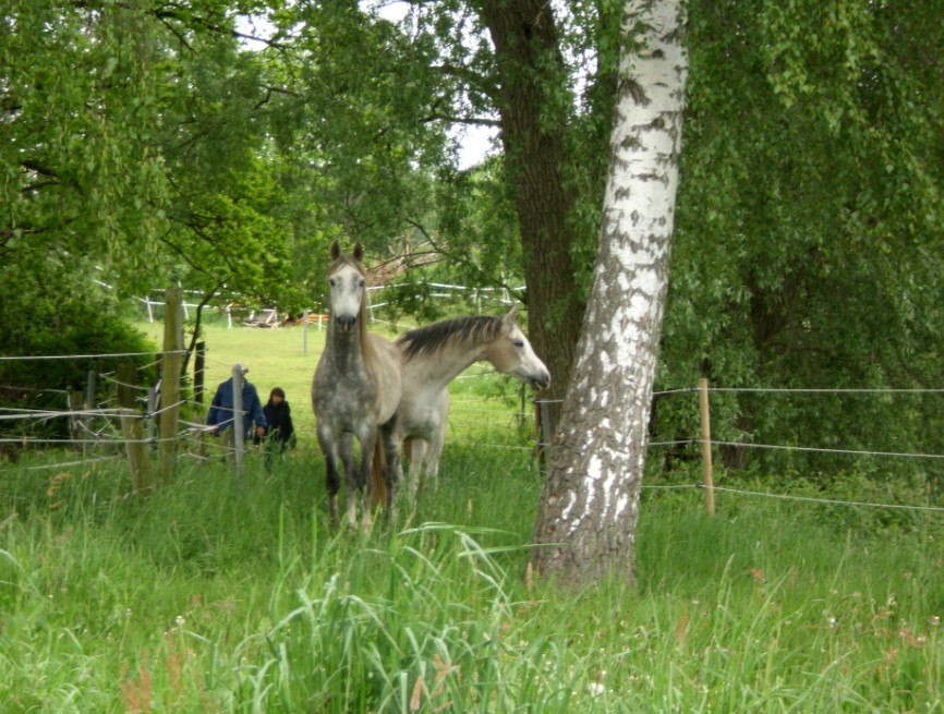 Erobern der neuen Weide