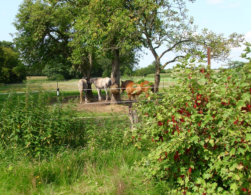 Blick vom Obstgarten