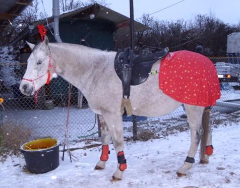 Weihnachtsreiten mit Shaman