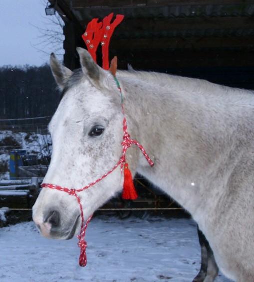Weihnachtsreiten mit Shaman