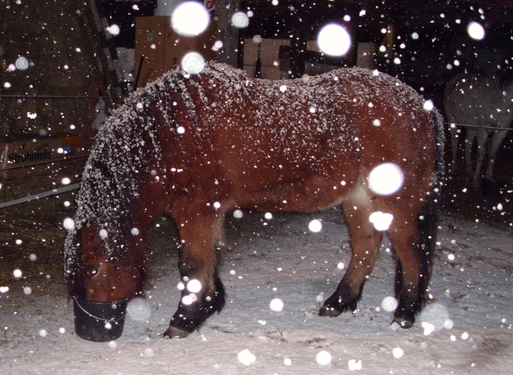 Tengi beim Fr�hst�ck